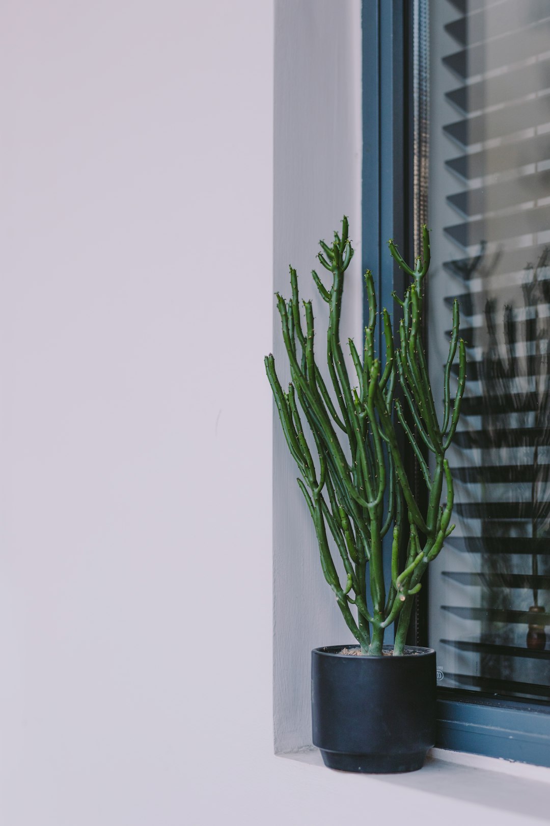 green cactus in a black pot