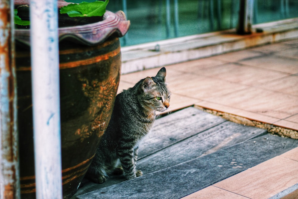 brown tabby cat sitting beside pot