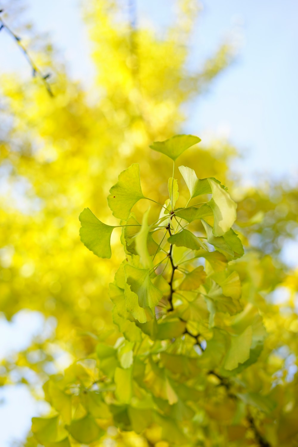 selective focus photography of yellow leaf