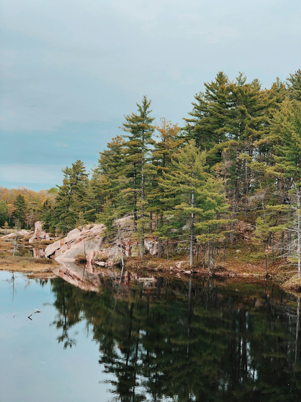 trees near body of water