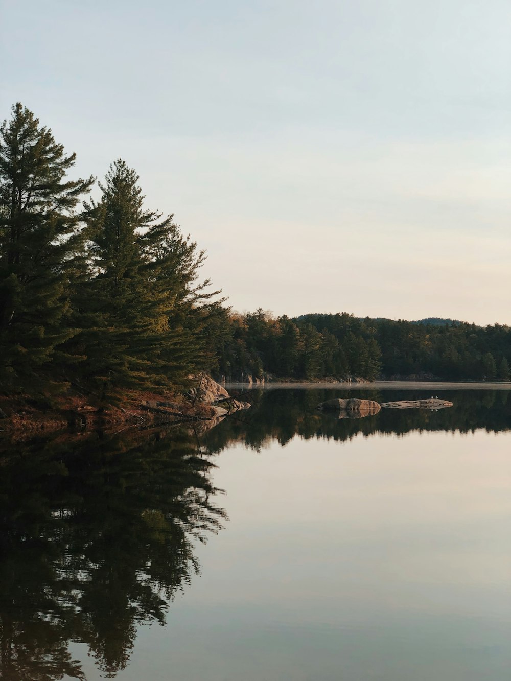 trees near calm body of water