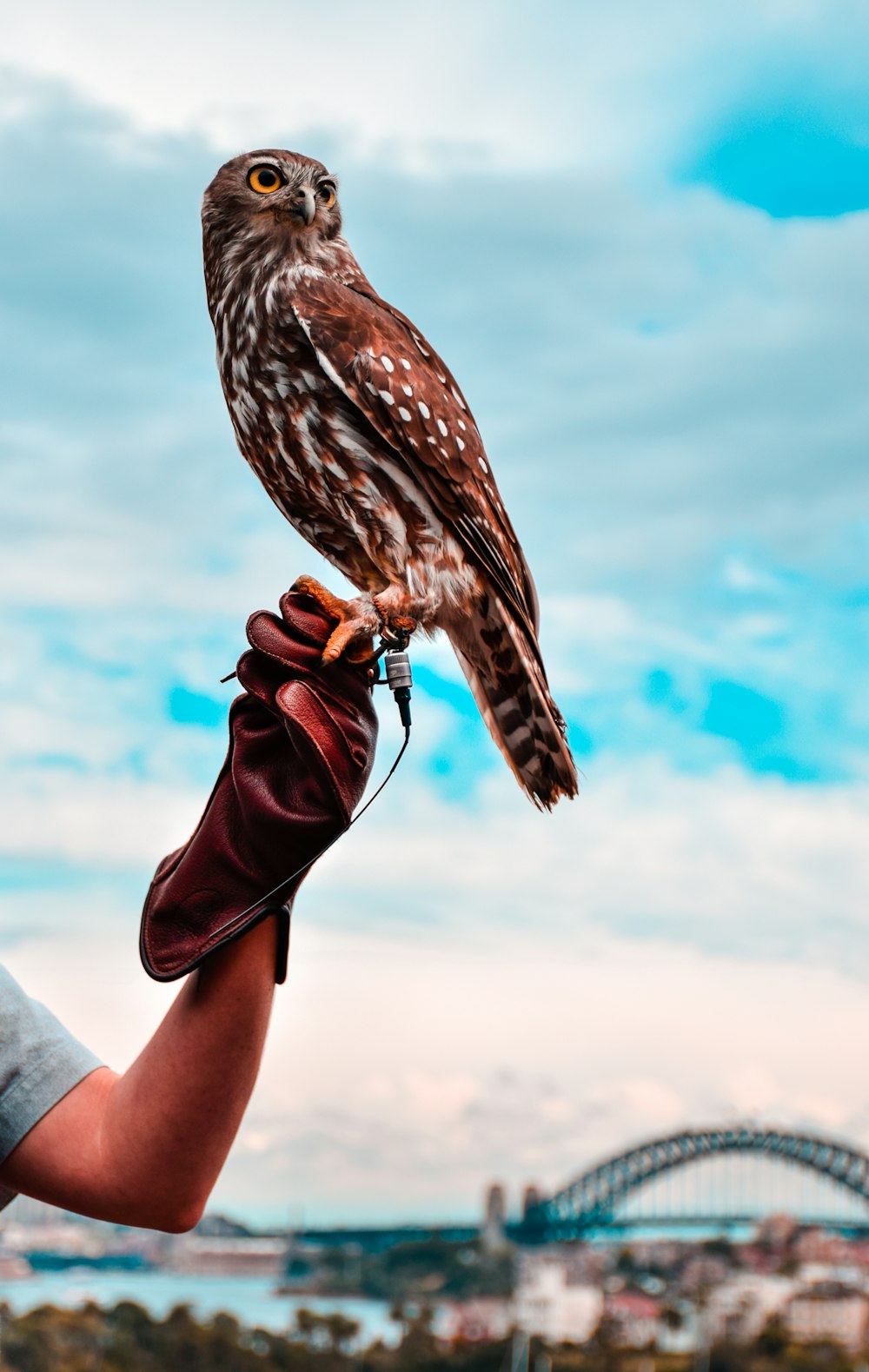 hawk on person's hand