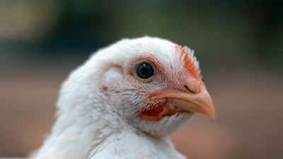 white chicken