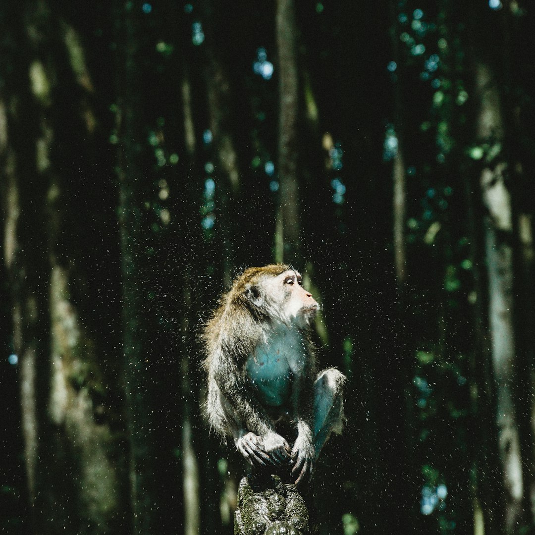 brown monkey sitting on rock near trees