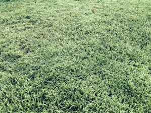 A minimalist cricket pitch texture with subtle crease lines in deep field green and ivory tones.