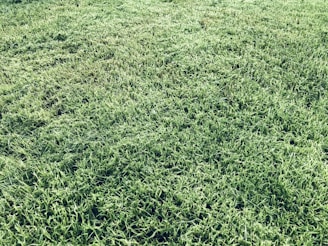 A detailed view of domain listing fields being filled out on a sleek online form.