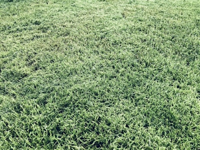 A minimalist cricket pitch texture with subtle crease lines in deep field green and ivory tones.