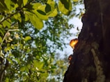 Tree resin glistens on the bark of a tree, with sunlight filtering through green leaves in the background.
