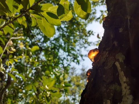 Tree resin glistens on the bark of a tree, with sunlight filtering through green leaves in the background.