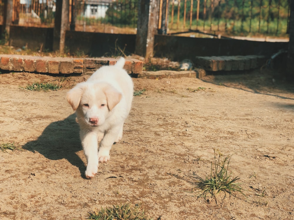 white puppy on brown soil
