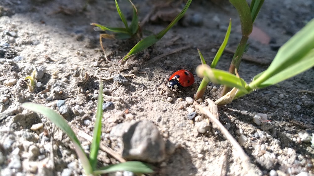 selective focus photography of red ladybug