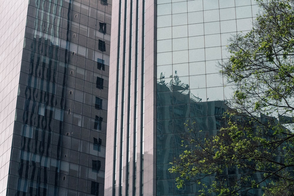 green tree besides gray sky scrapper building