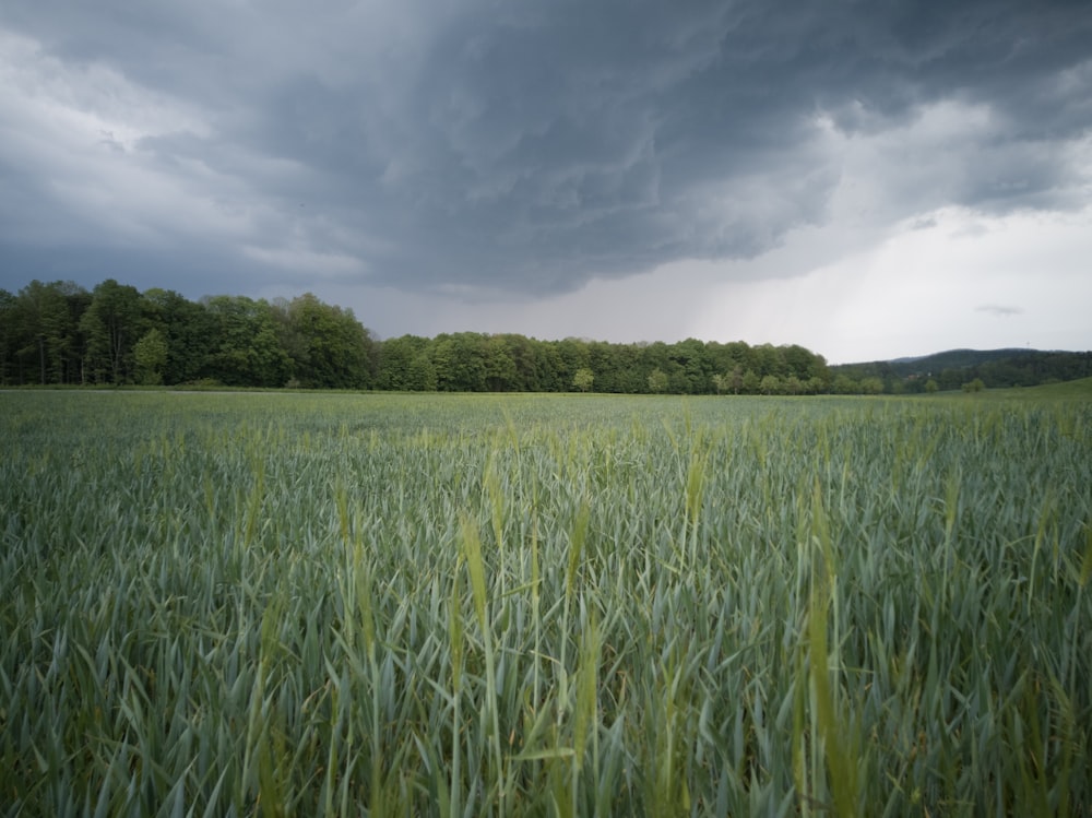 a field of tall grass under a cloudy sky