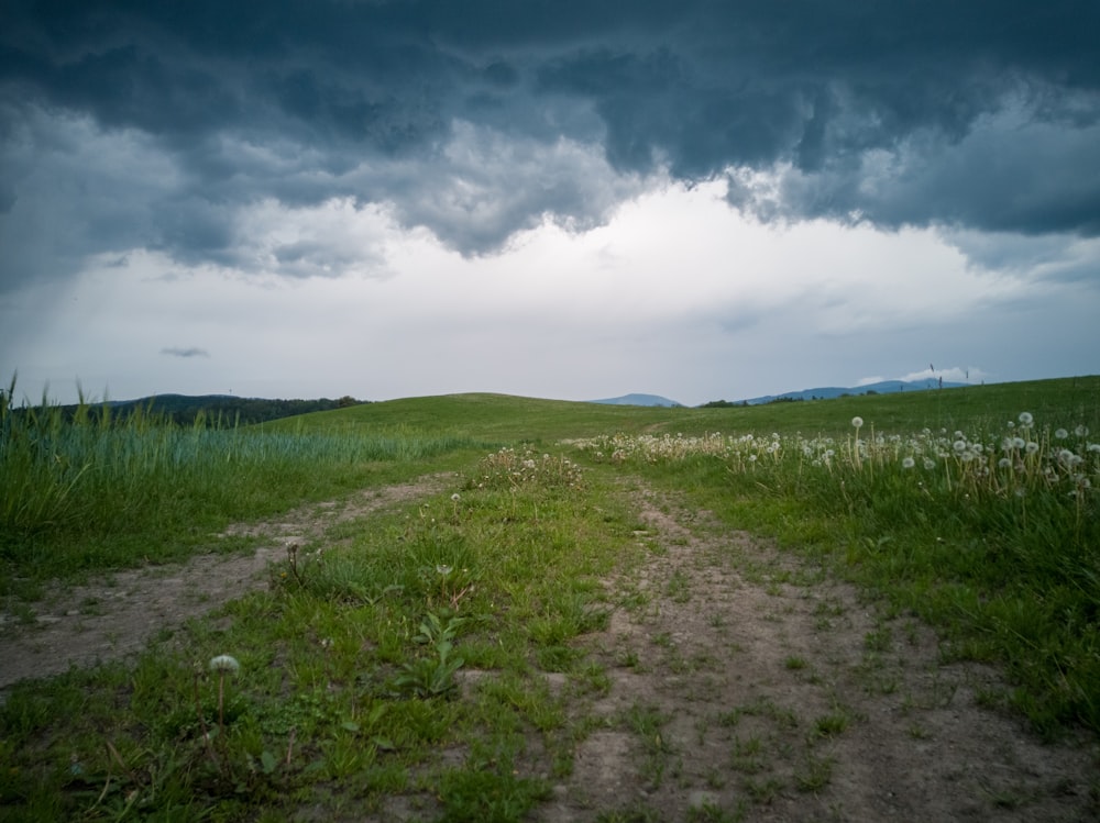 green grass field