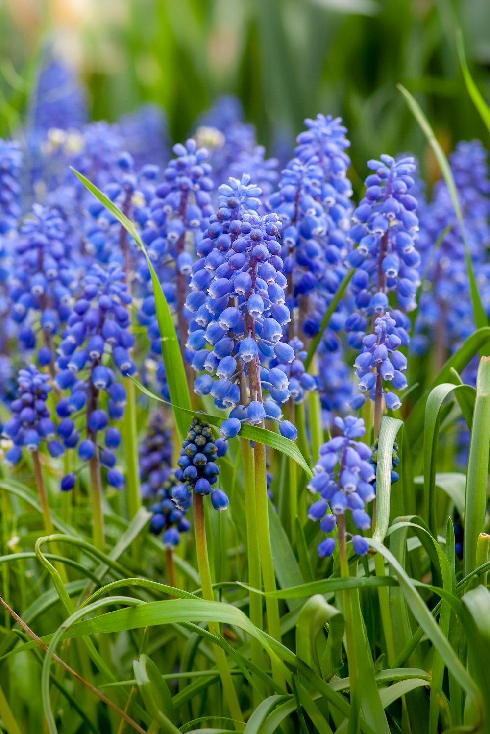 Photographie sélective de la fleur aux pétales violets