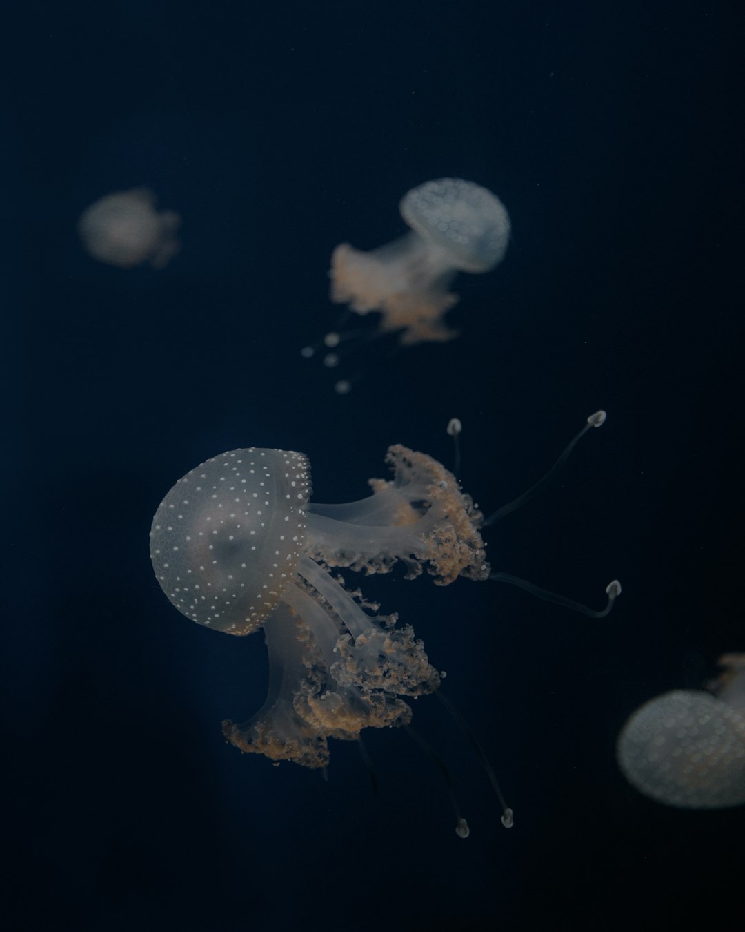 white jellyfish