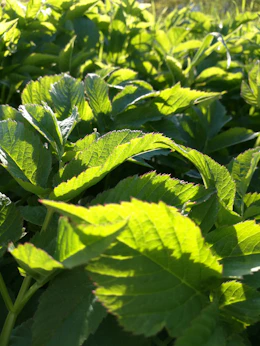 Close-up of lush green leaves with sunlight filtering through, symbolizing growth and care.