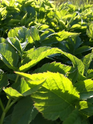 A close-up of vibrant green leaves with sunlight filtering through.