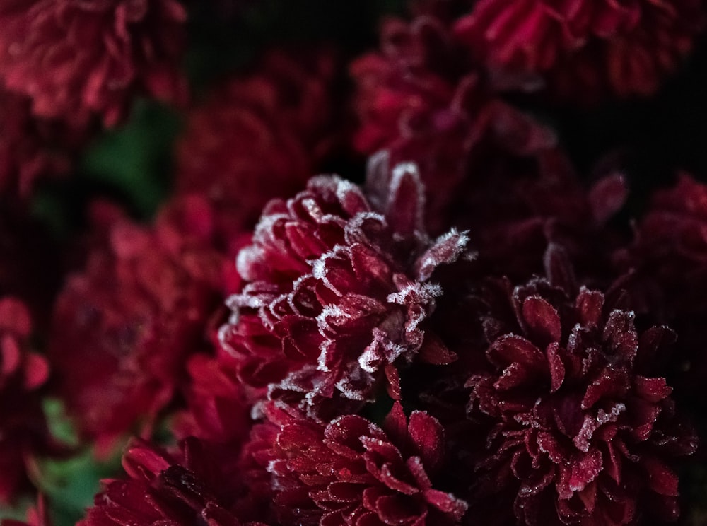 shallow focus photography of red flowers