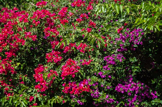 A colorful display of flowering plants including bougainvillea and jasmine.