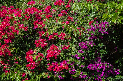 A colorful display of flowering plants including bougainvillea and jasmine.