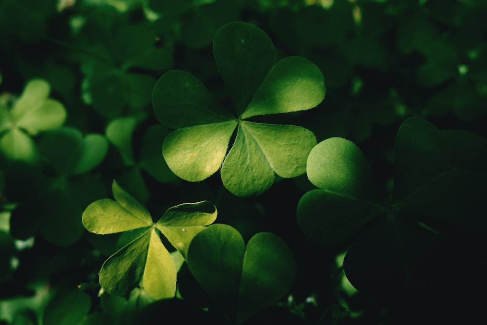 green-leafed plant