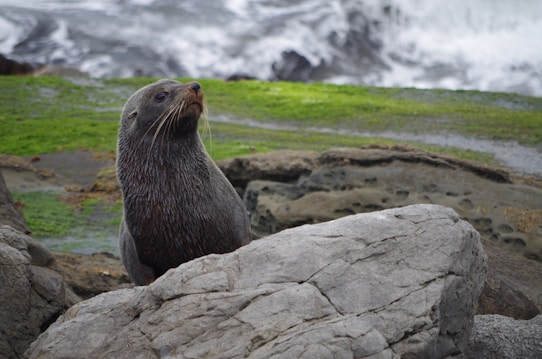 A seal is perched on a rocky shoreline with vibrant green moss and patches of water in the background. The seal has a sleek, wet fur texture and appears to be looking upwards.