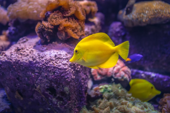 How to Increase Co2 In An Aquarium

