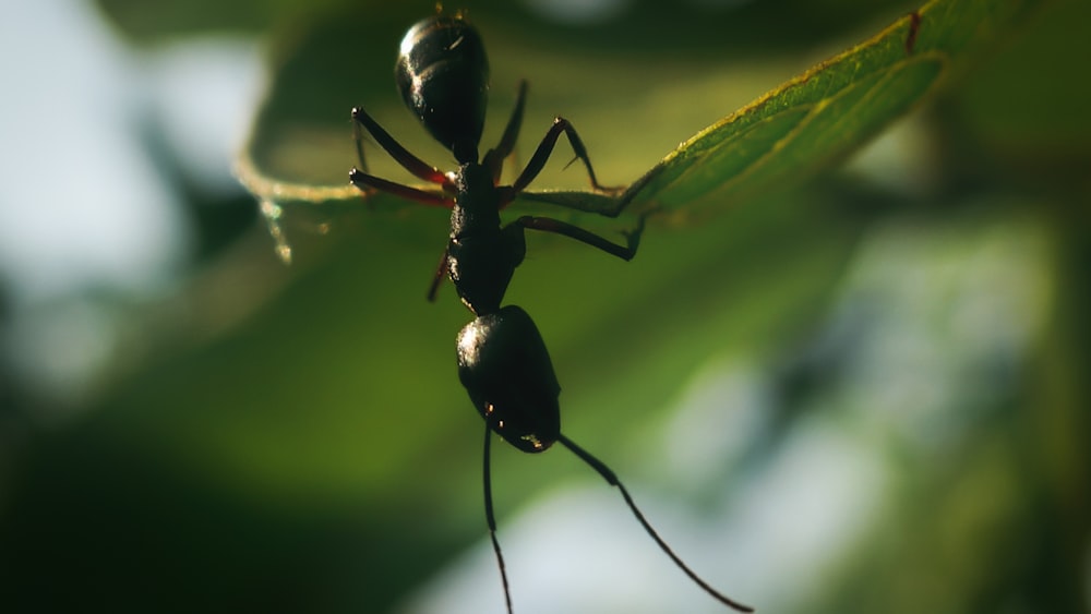 shallow focus photography of black ant