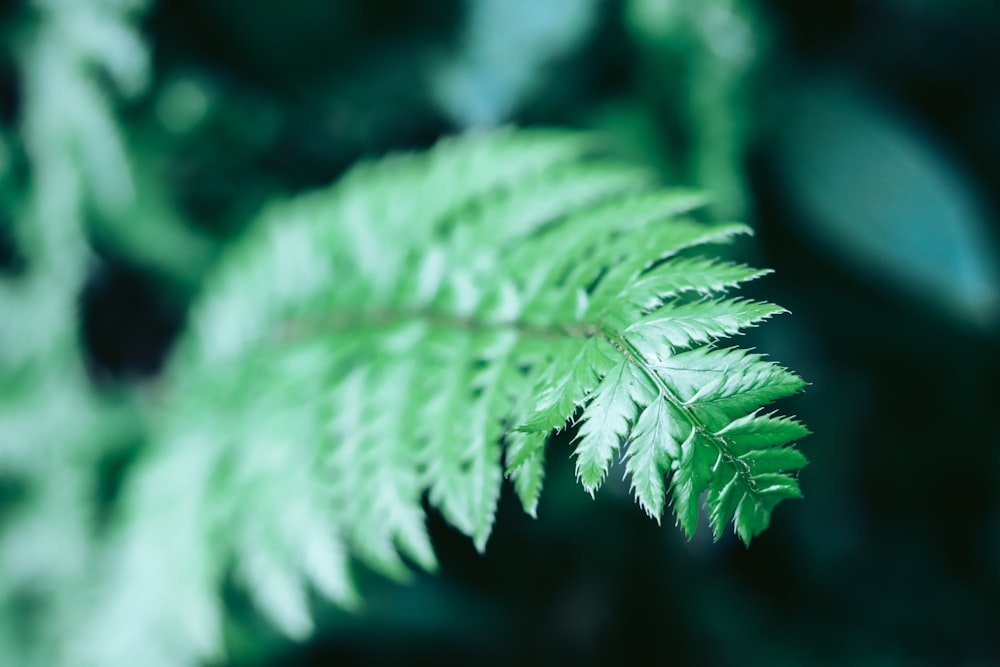 a close up view of a green leaf