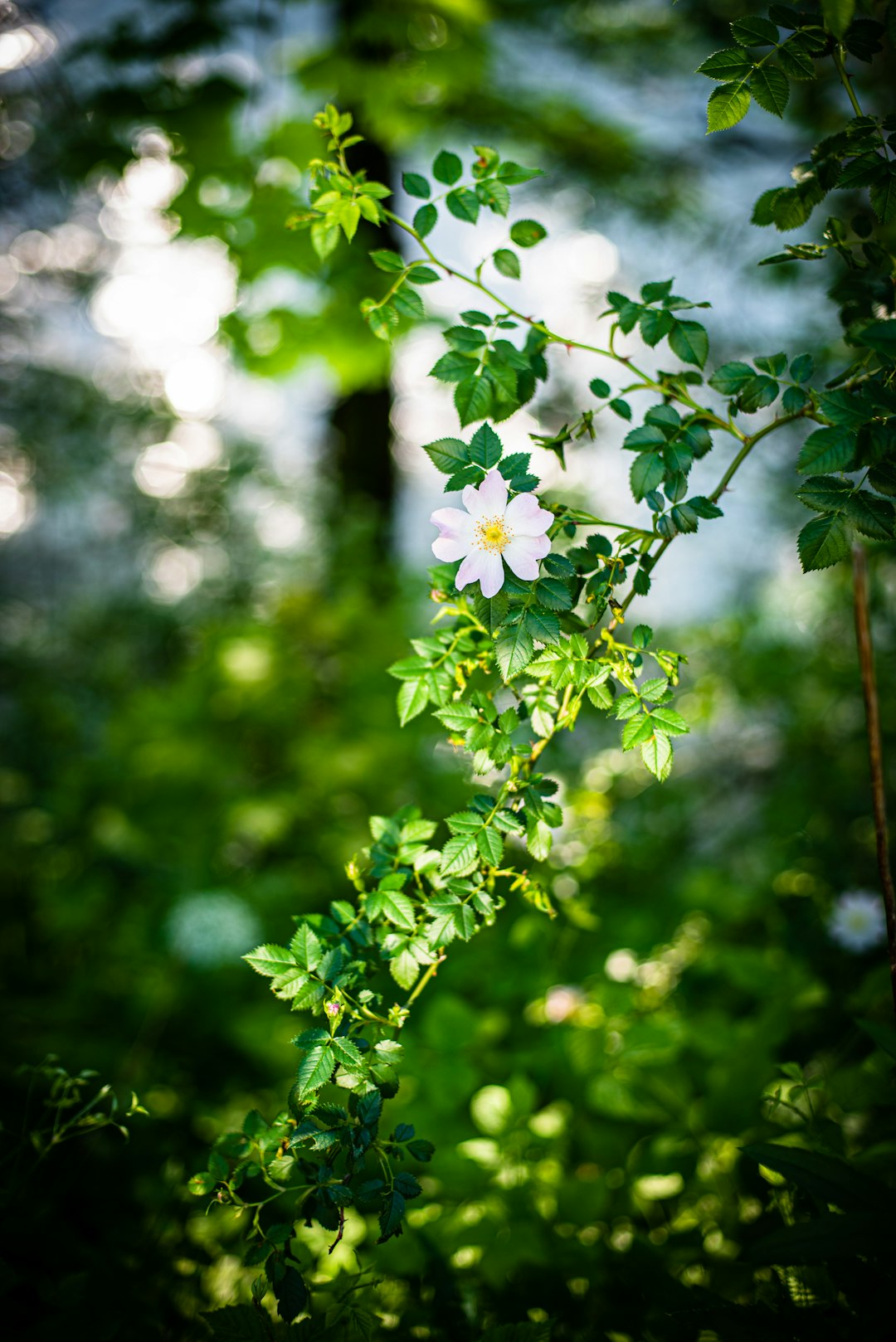 white flowers in bloom