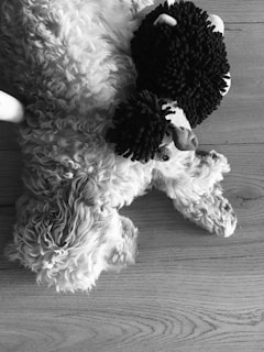 A fluffy dog lies on a wooden floor next to a textured toy resembling a black sheep. The image is in black and white, highlighting the textures and curls in both the dog's fur and the toy's surface.