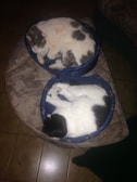 Two cats are sleeping in round pet beds on a tiled floor. One cat is white with gray patches, while the other is white with black patches. The beds are blue with a paw-print design on the edges.