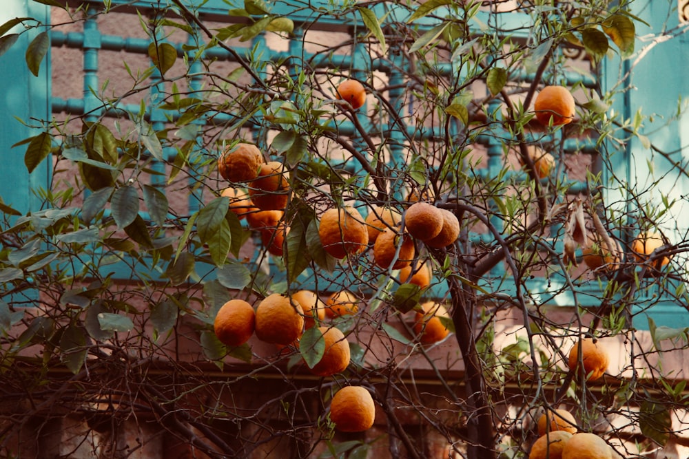 orange fruit