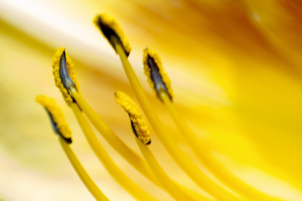 um close up de uma flor amarela com estames pretos