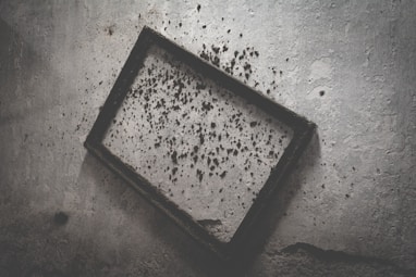 mold removal lancaster