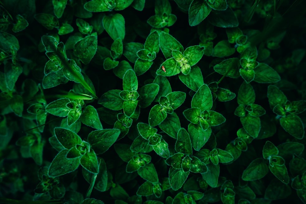 plantes à feuilles vertes