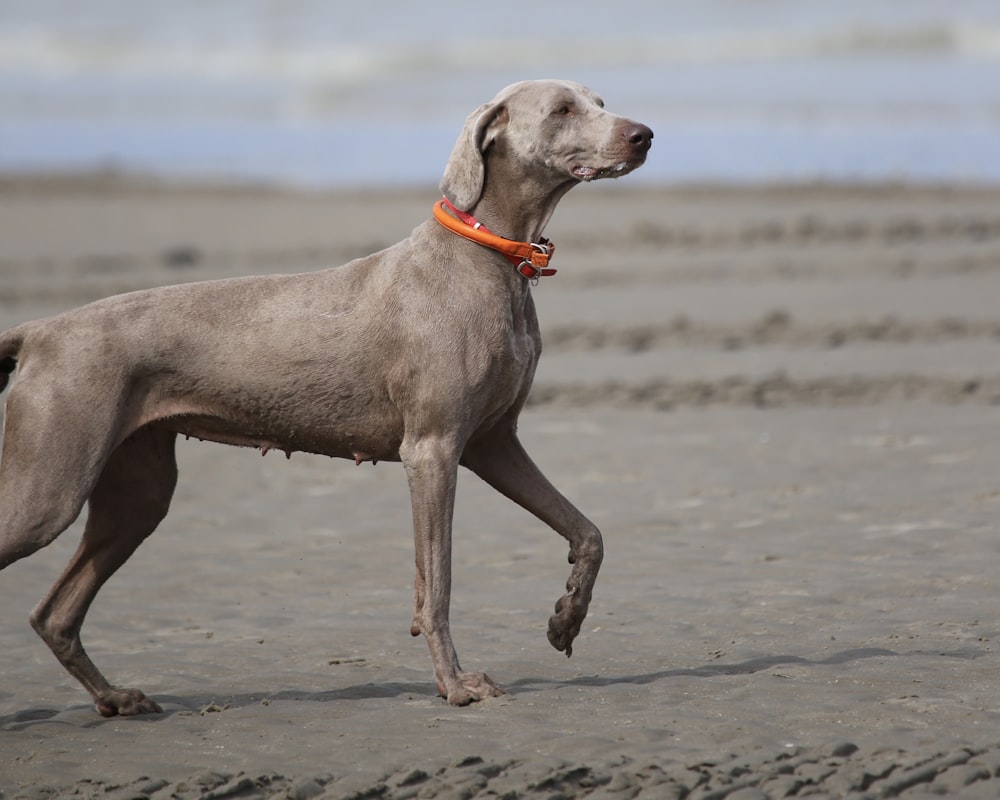 short-coated gray dog standing outdoors
