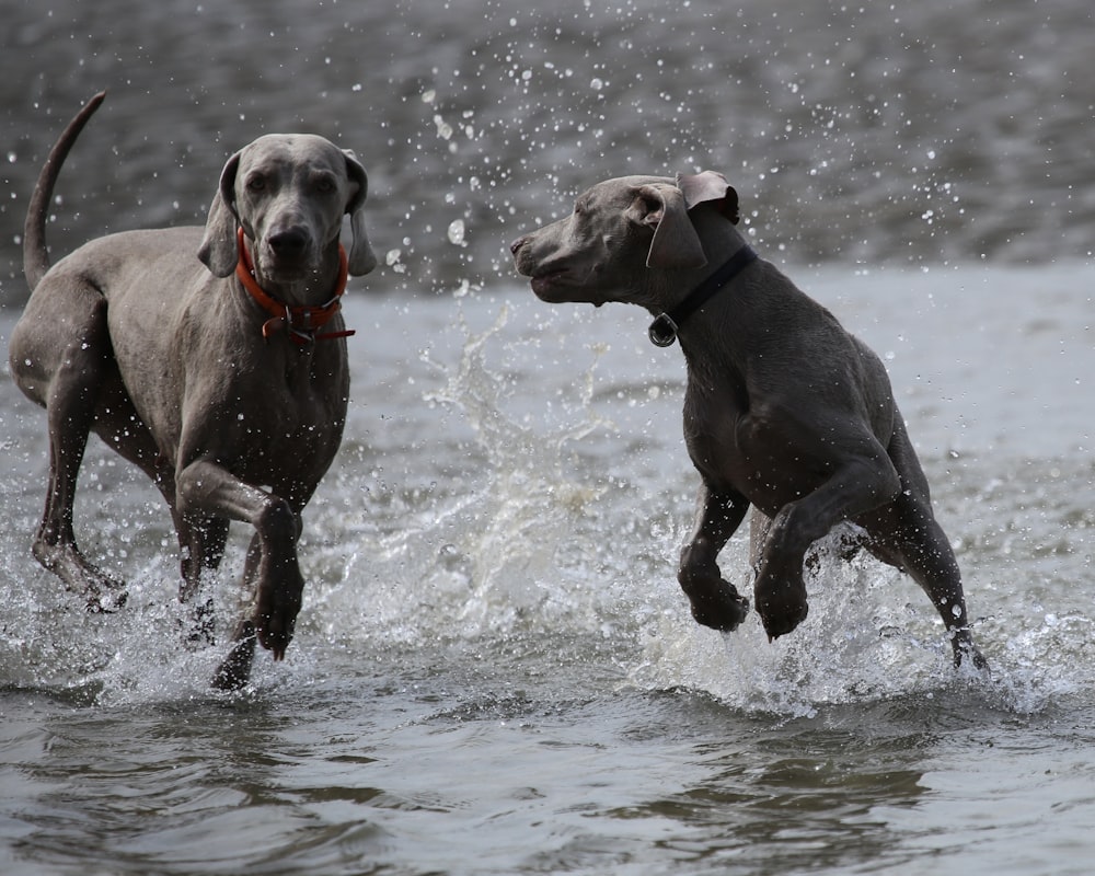 two adult short-coated gray dogs playing on body of water during daytime