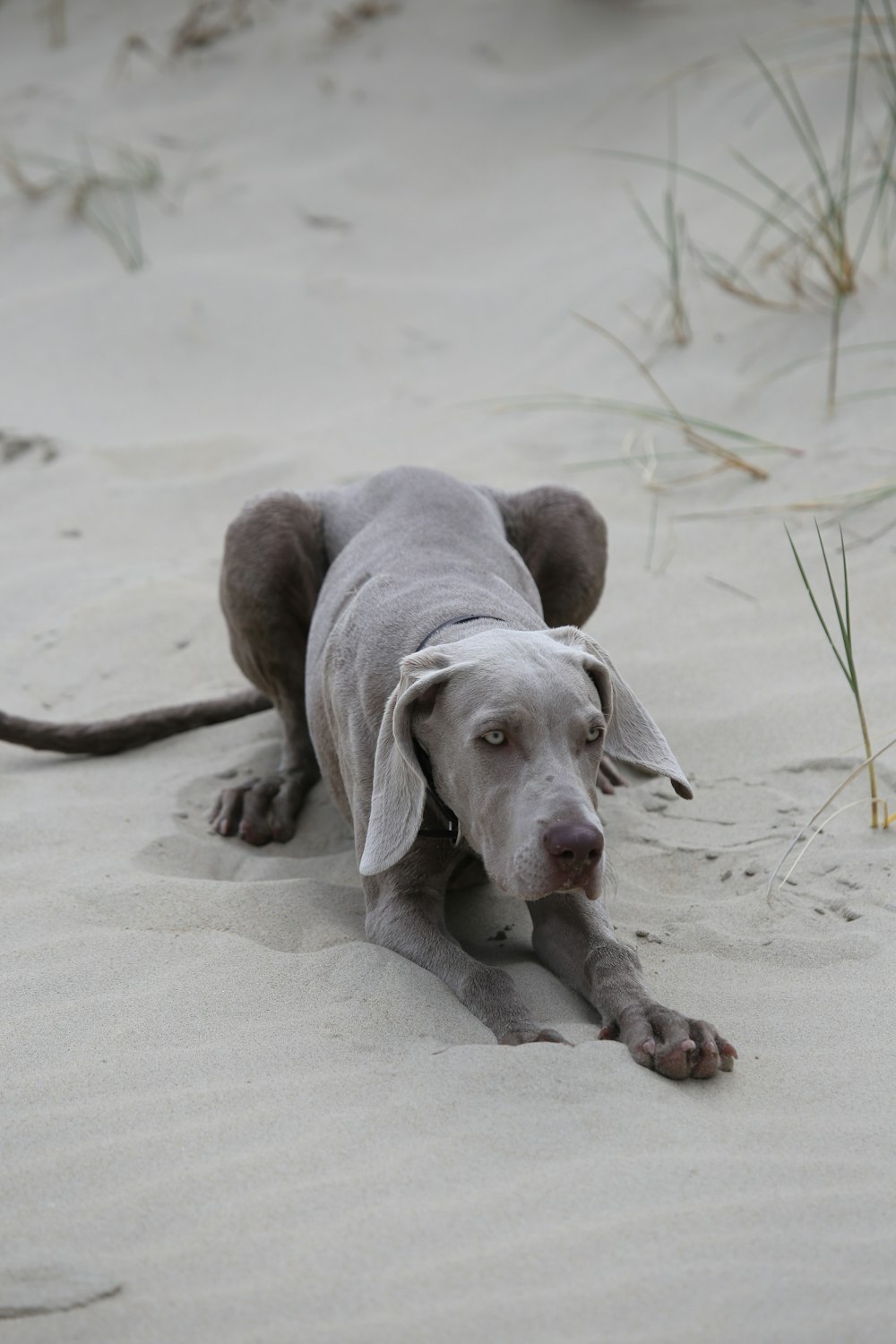black dog lying on white sand