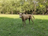 A tan-colored dog stands on a lush green lawn surrounded by a line of trees with trunks wrapped in red bands. The dog appears alert and is looking towards the camera. Sunlight filters through the trees, creating patches of light and shadow on the grass.
