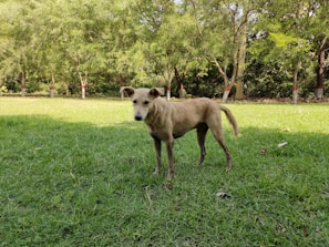 A tan-colored dog stands on a lush green lawn surrounded by a line of trees with trunks wrapped in red bands. The dog appears alert and is looking towards the camera. Sunlight filters through the trees, creating patches of light and shadow on the grass.