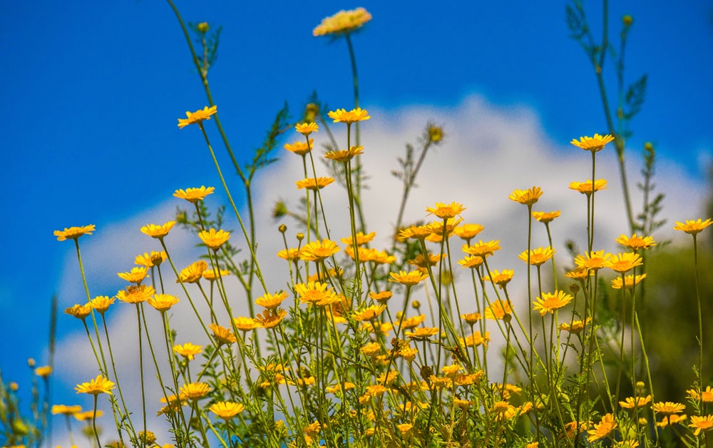 shallow focus photo of yellow flowers