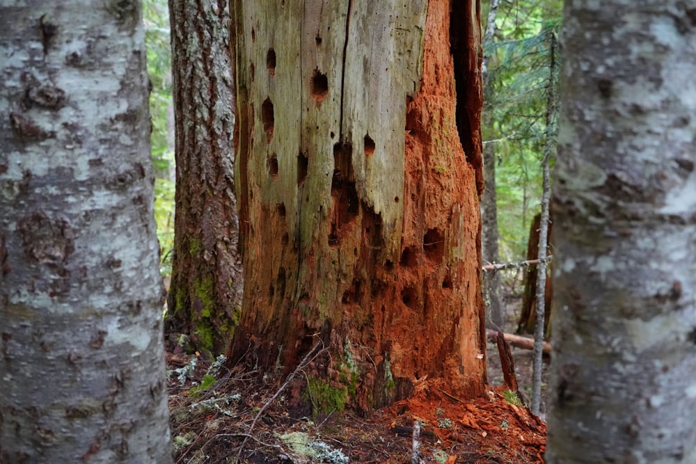 a group of trees that are in the woods