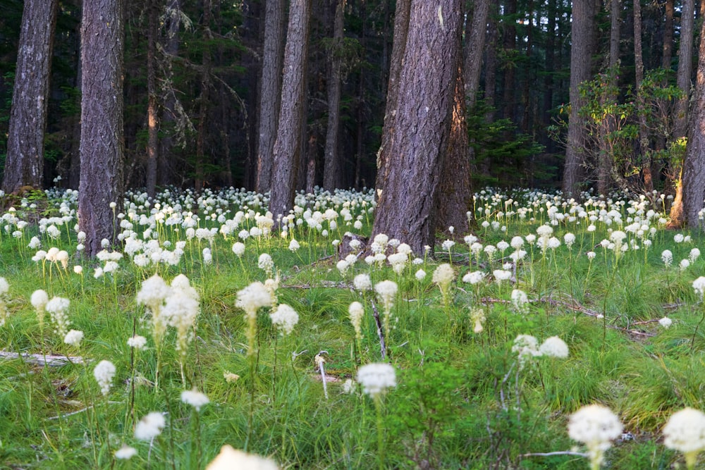 white flowers on field under the tall trees