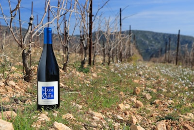 A bottle of wine with a blue cap and label stands on rocky soil between rows of dormant grapevines. The vineyard extends into the background, with hills visible under a clear blue sky.