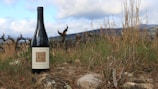 Elegant wine bottle case displayed in a scenic outdoor setting.