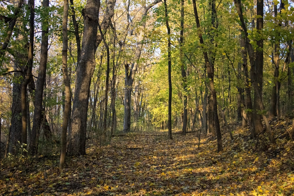 tall green trees during daytime