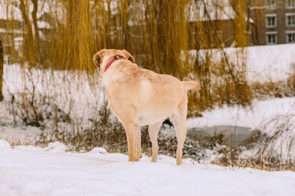 dog standing on snow