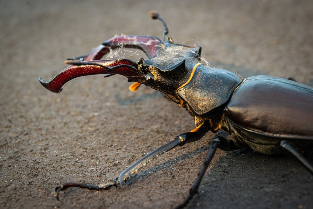 black stag beetle on ground